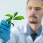 Młody naukowiec w rękawiczkach bada próbkę rośliny w laboratorium